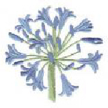 Aagapanthus fertiliser , Plant Food